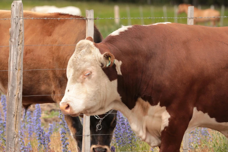 brown and white cows behind fence looking at camera