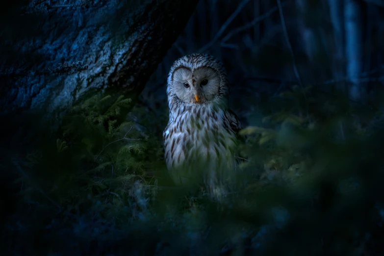 an owl lit up by the bright light of the night