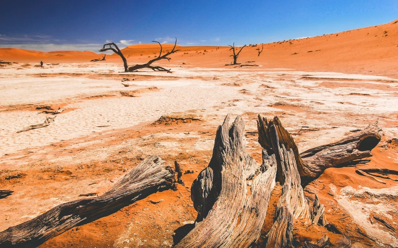 dead trees in the desert and barren terrain