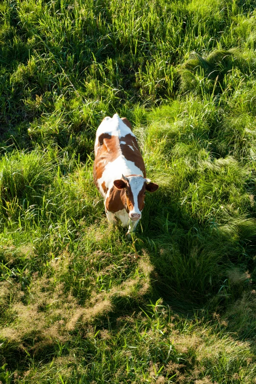 an animal that is sitting down in the grass