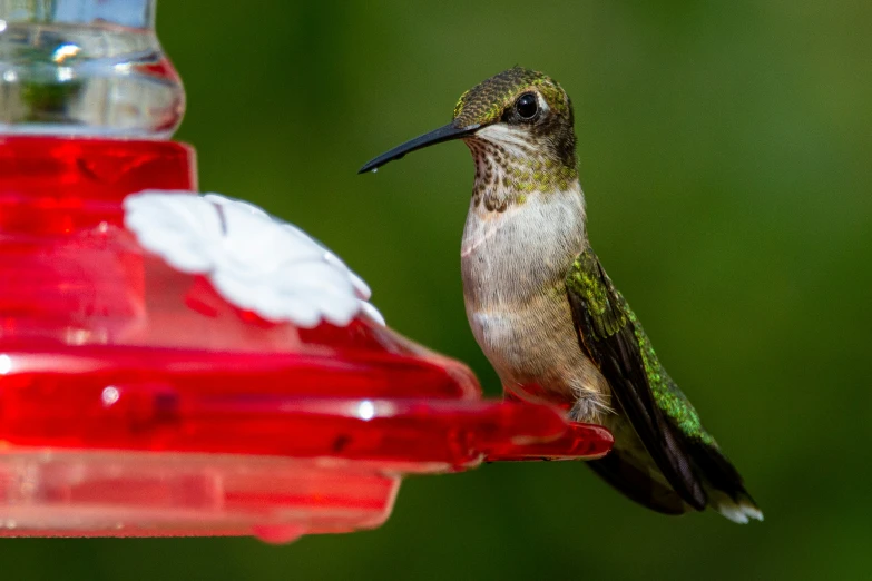 a small hummingbird perches at the bird feeder