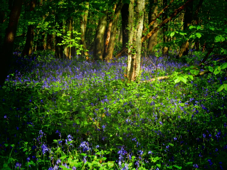 a field with lots of green and blue flowers