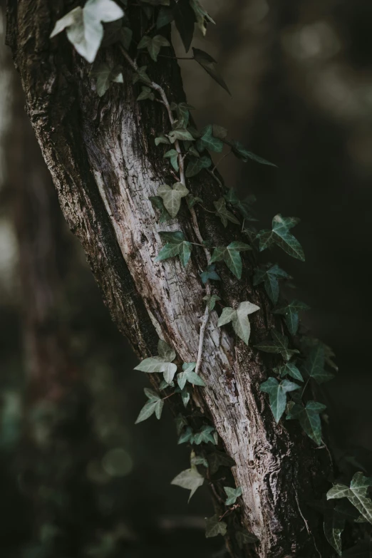 a tree that has some vines around it