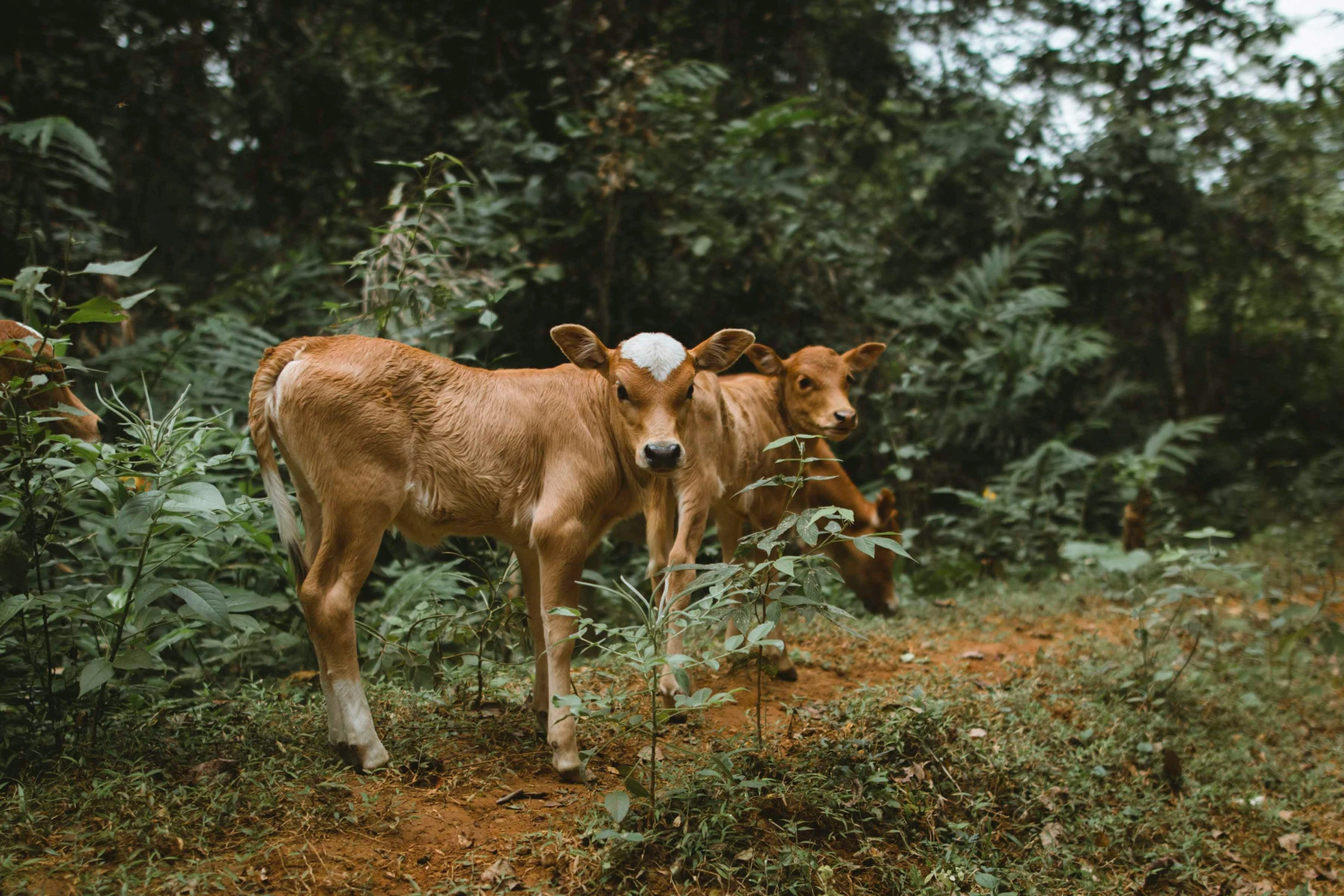 two cows standing on a dirt path among some vegetation