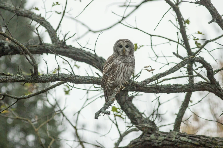 an owl that is sitting on a tree nch