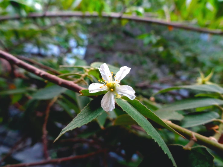 a small white flower is growing from the nch