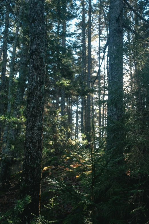 a forest full of trees with sunlight coming in from behind them