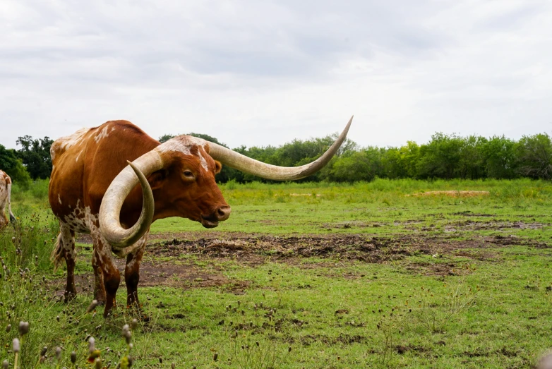 two long horn steer are standing in a pasture