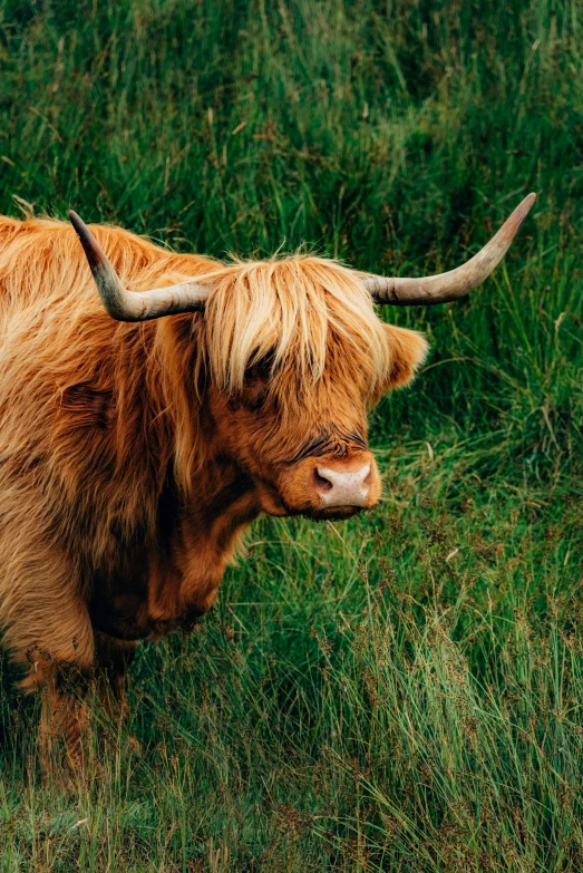 a cow with horns walking through tall grass