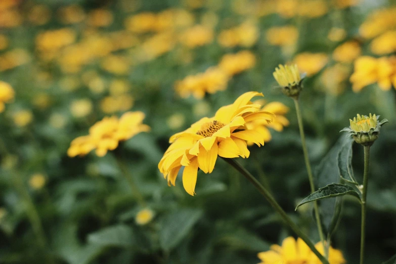 many yellow flowers are in the grass together