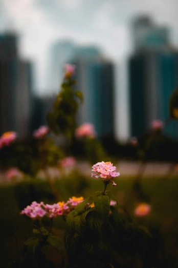 flowers and some buildings near a sidewalk