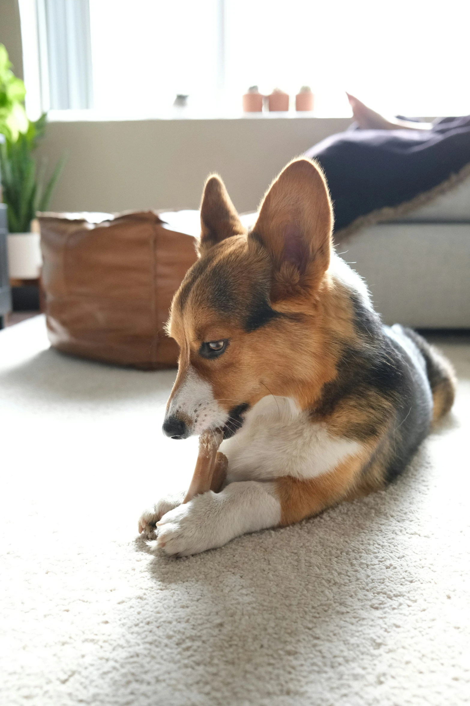 a corgi dog laying on the floor playing