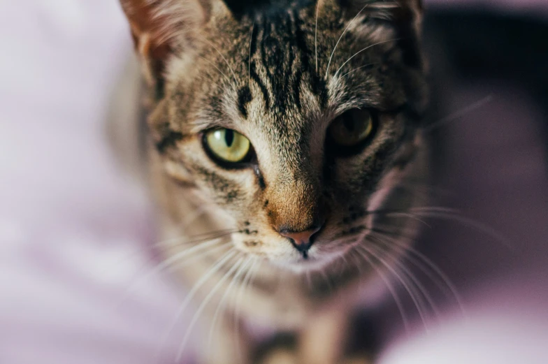 a close up of a cat with its eyes wide open