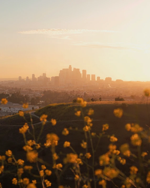 a city view with yellow wildflowers in foreground