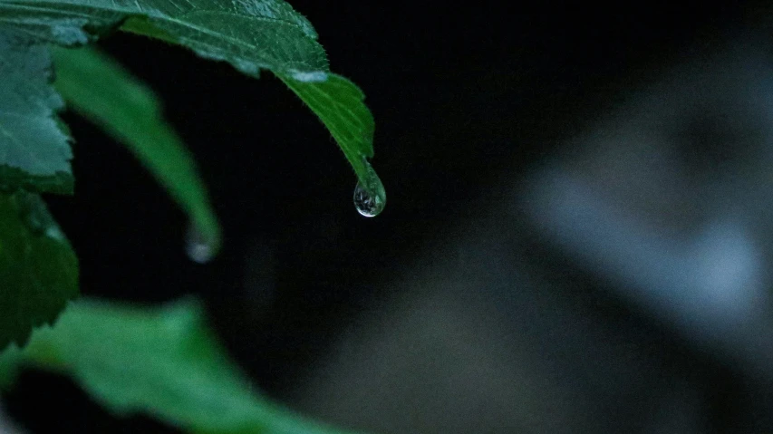 a drop of water on a leaf
