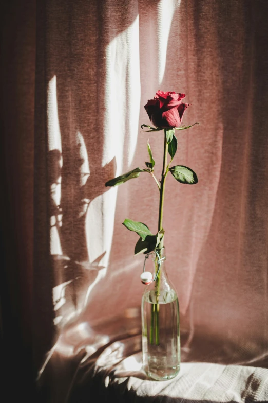 a single flower is placed in a bottle with water