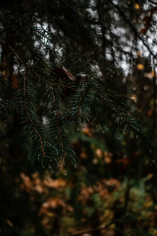 a pine tree nch is seen through the leaves