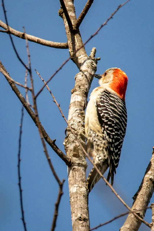 a bird is standing on the nch of a tree