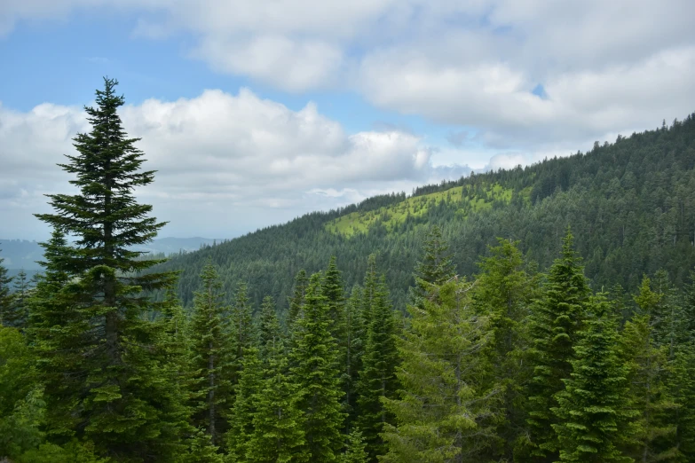 a group of trees in the foreground with a view of hills