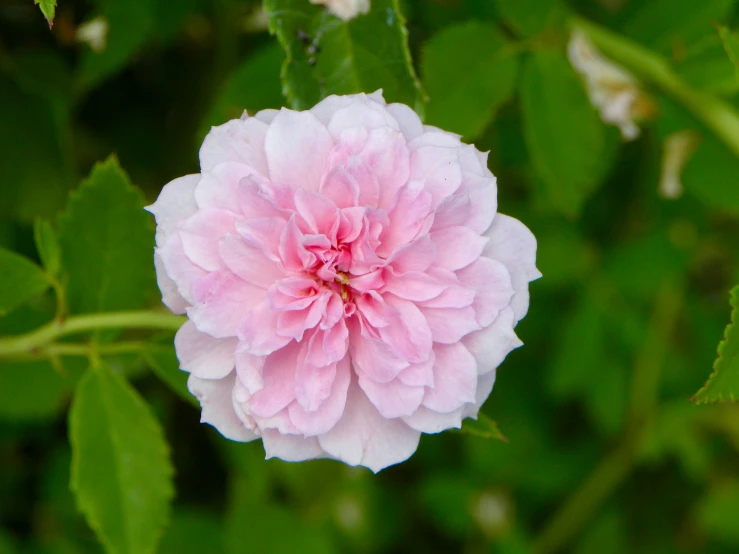 a single pink flower with leaves on the stems