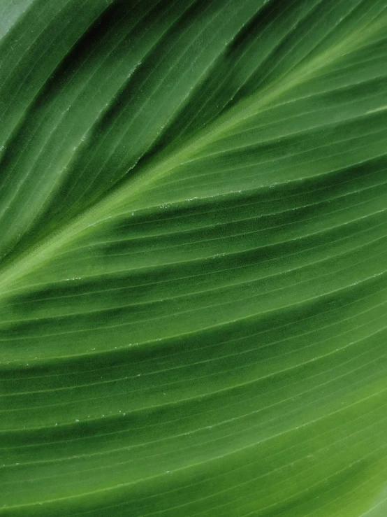 a large green leaf with the surface looking very green