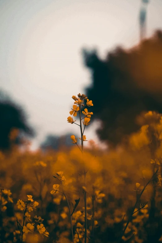 flowers in a field of yellow flowers under a blue sky