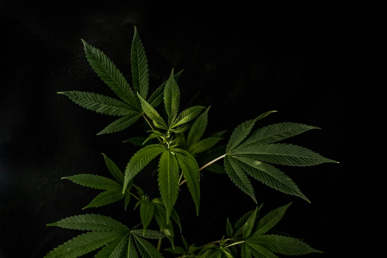 a close - up of green leaves on a plant