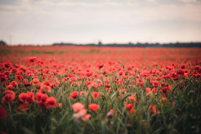 the field is full of red flowers on it