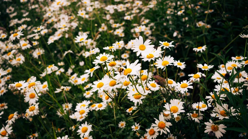 a very large field of pretty white flowers