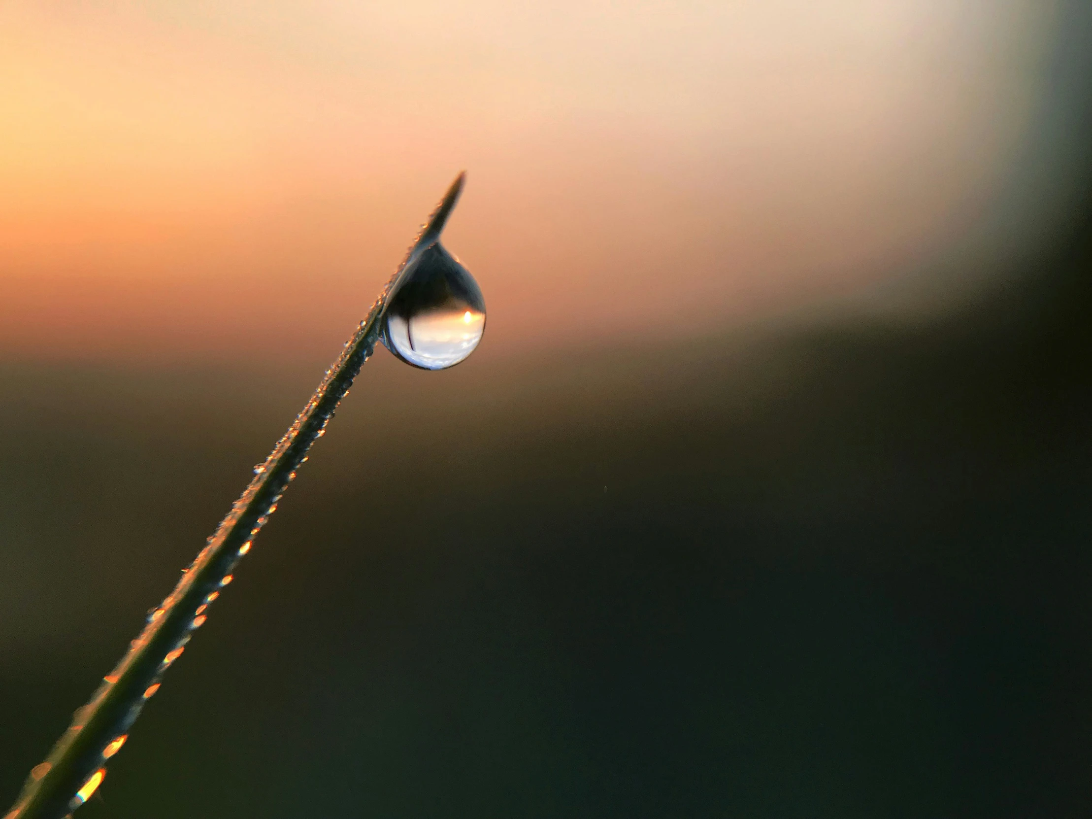 a water drop sitting on top of a plant stem