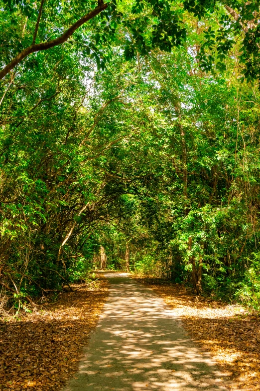 the sun is shining down on a path in the forest