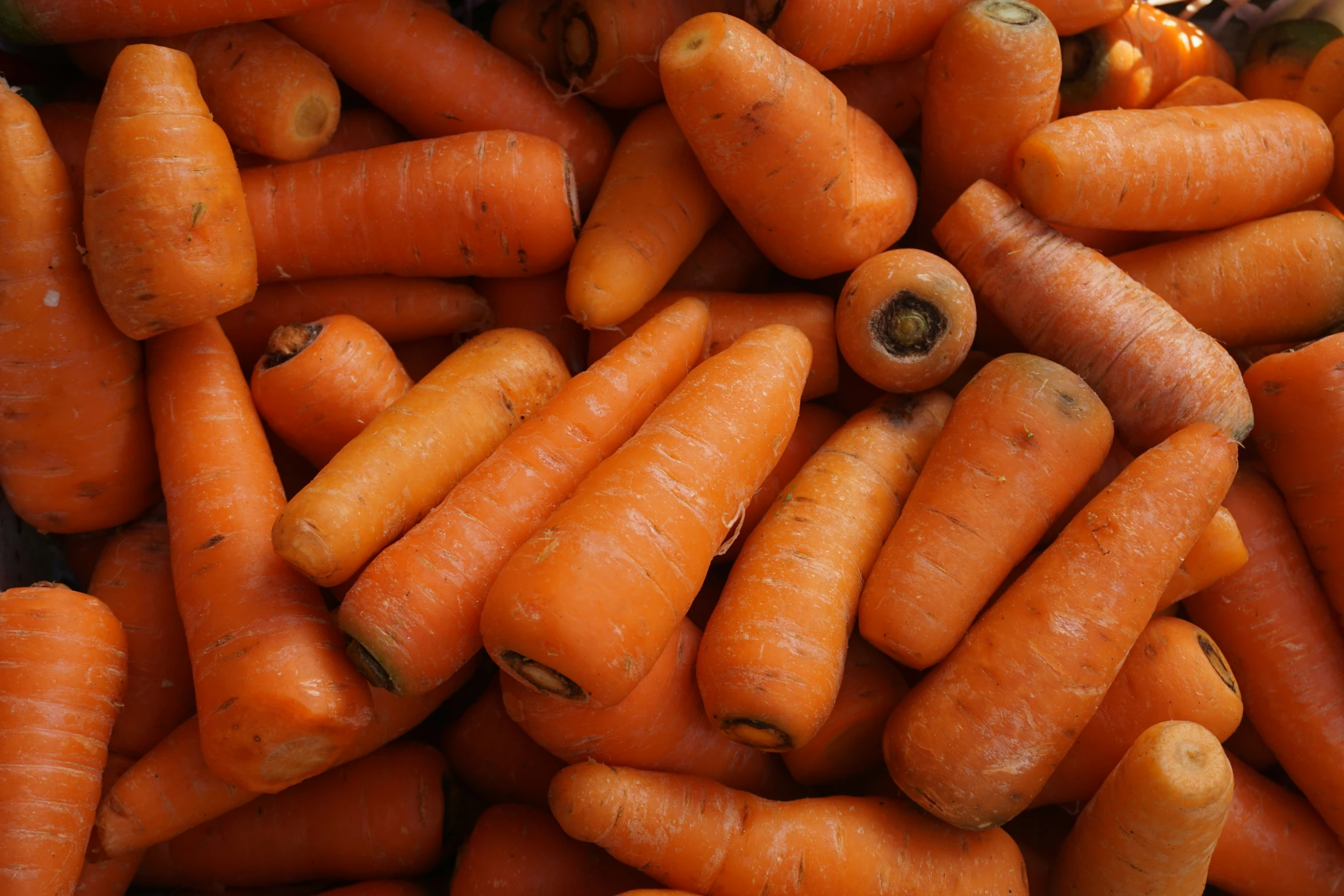 there are some small carrots with one yellow on