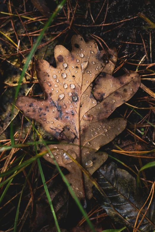 a leaf is on the ground in the grass