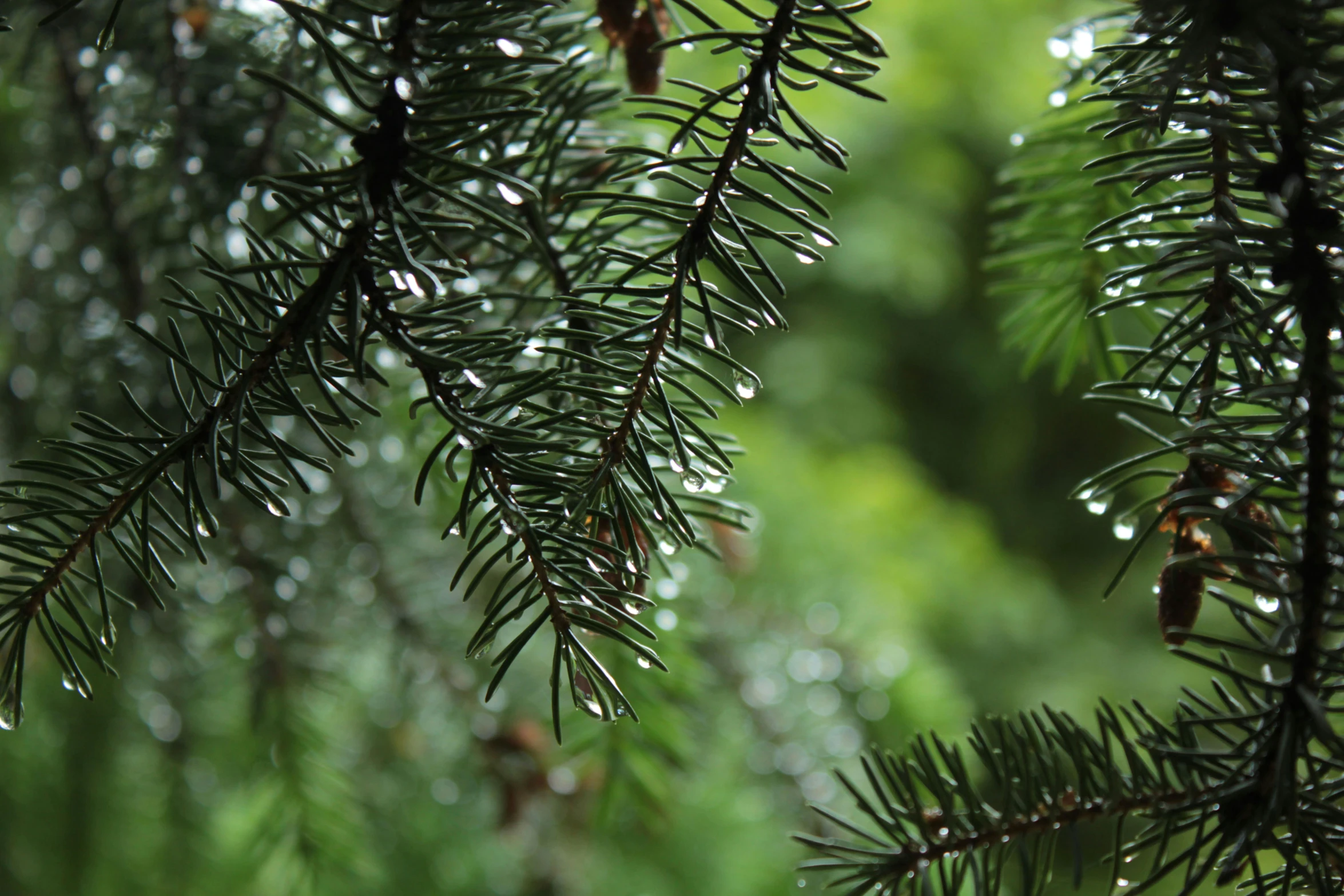 a nch of a pine tree on a rainy day