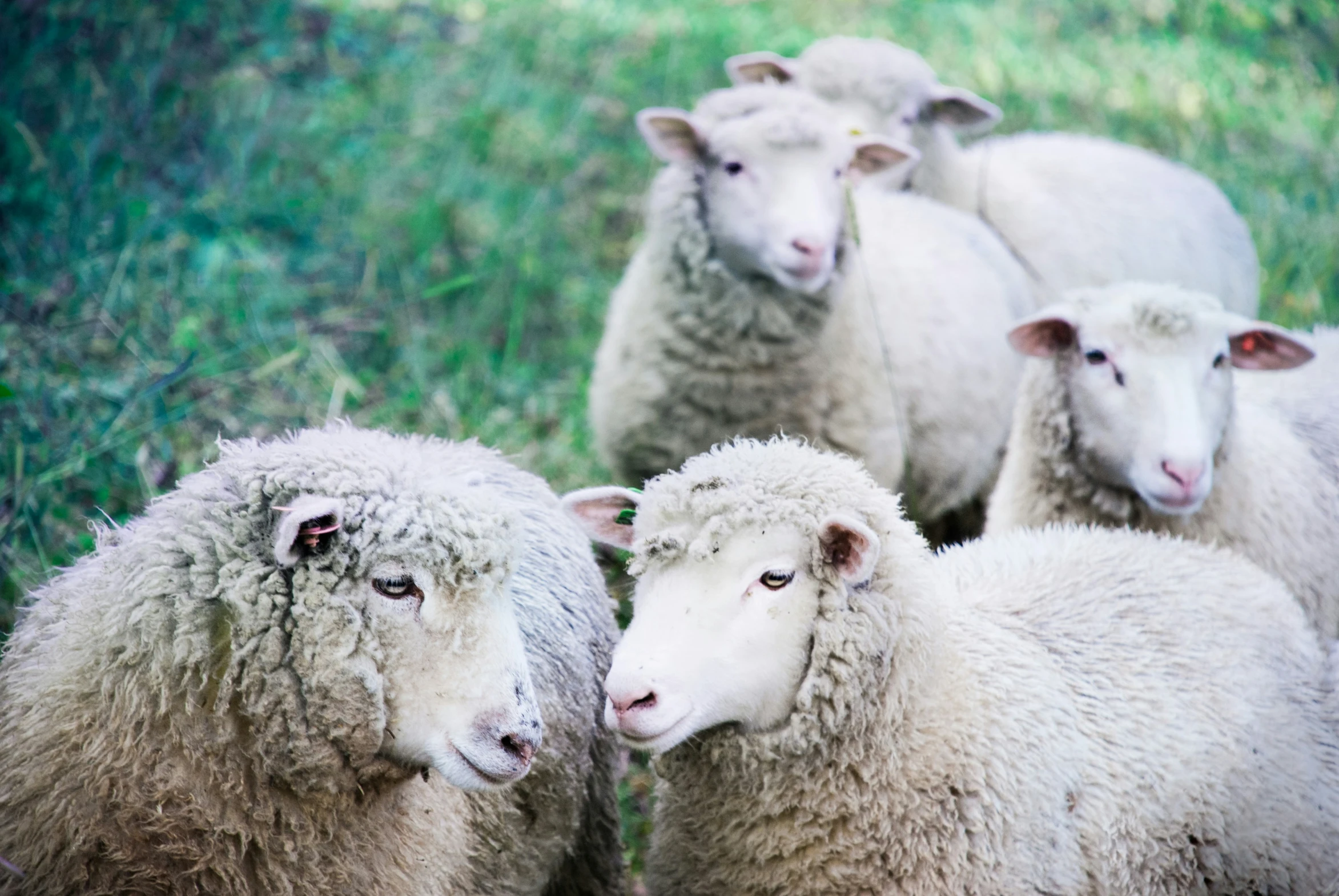 a group of white sheep are huddled together