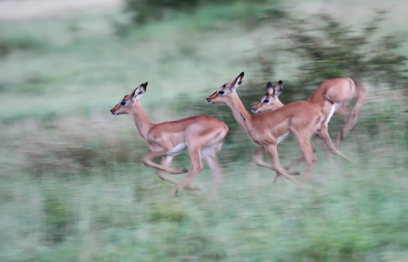 three gazelles are running through the grass together