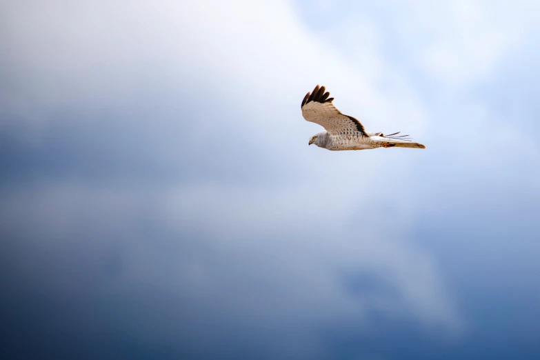 a bird soaring high up in the sky