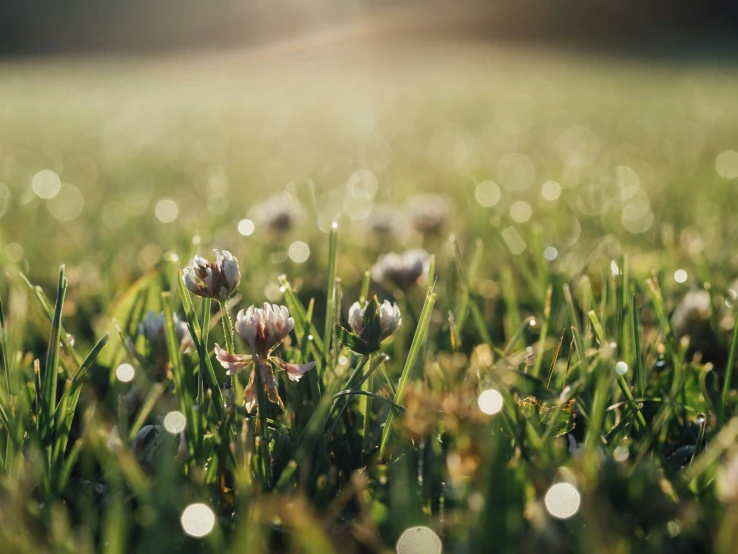 dew drops on grass that is covered by water droplets