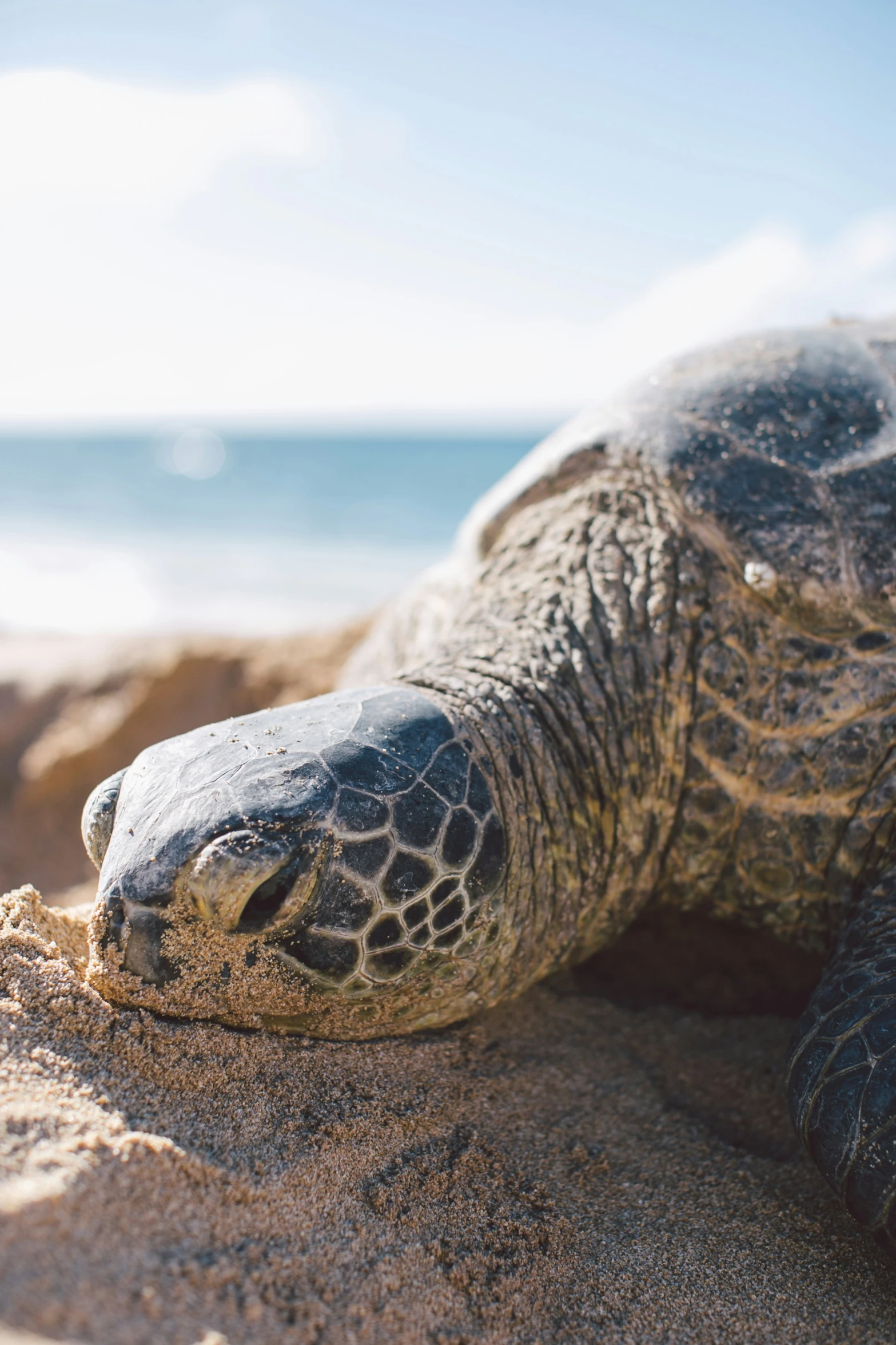 close up po of a sea turtle on beach