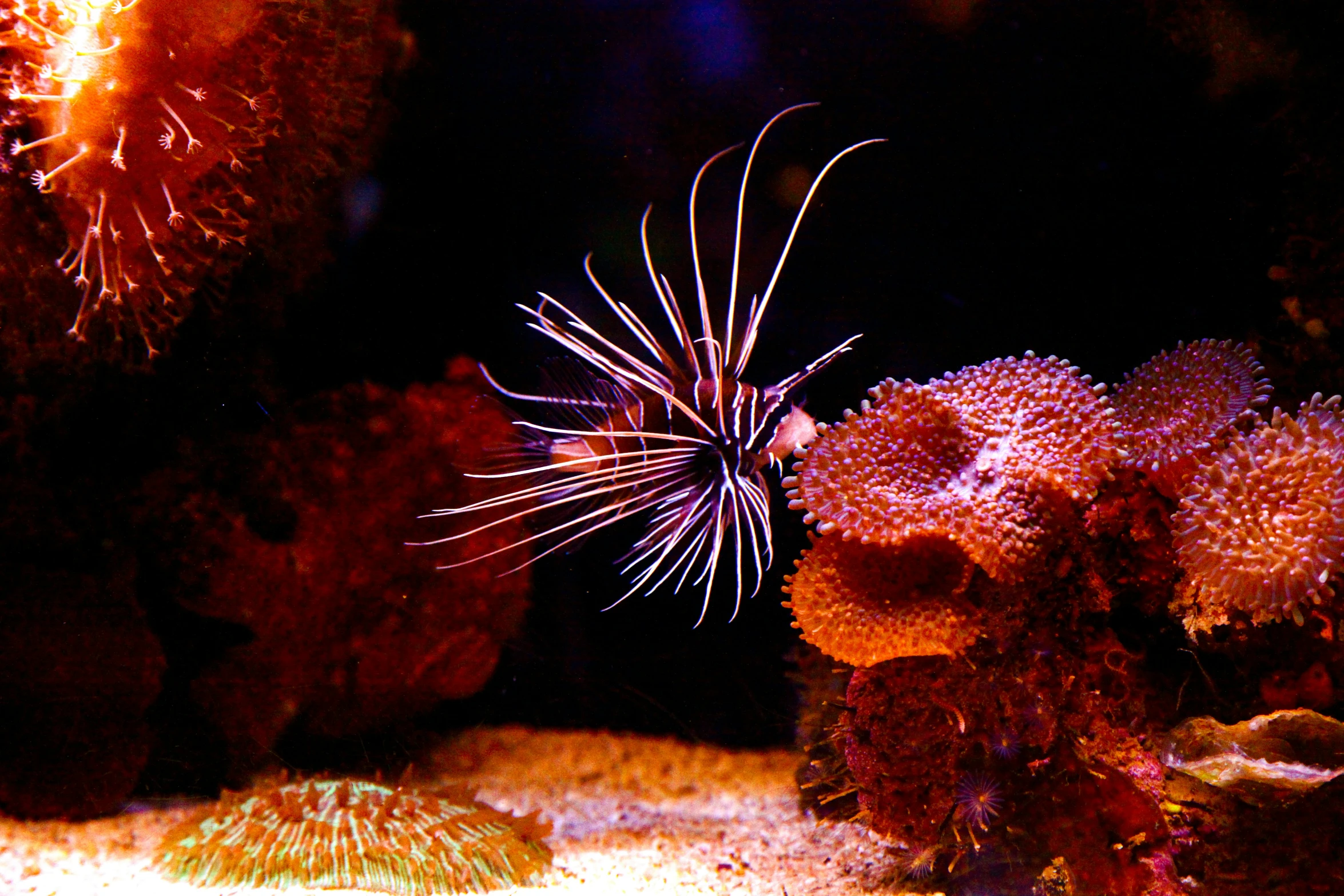 a starfish swimming in an aquarium full of sea life