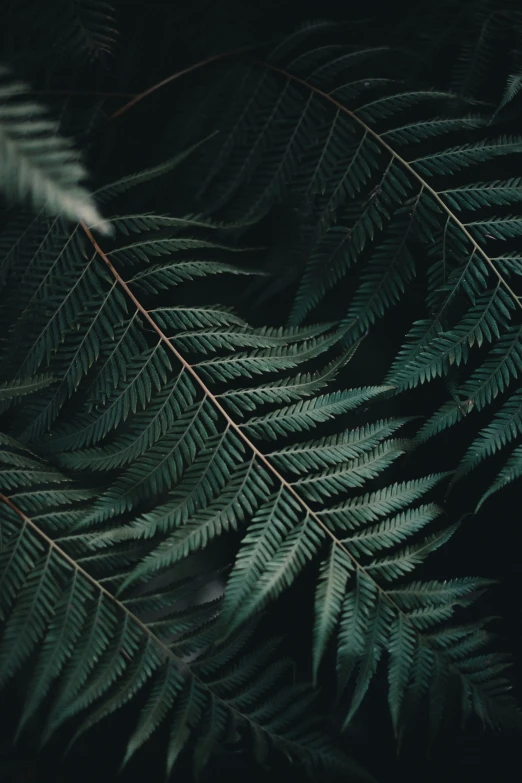 some very pretty green leaves in the dark