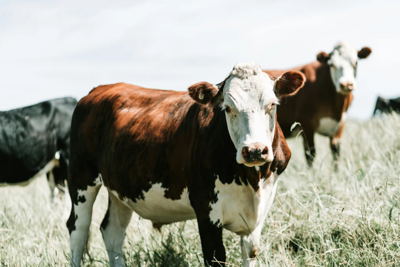 three cows standing in a grass field together