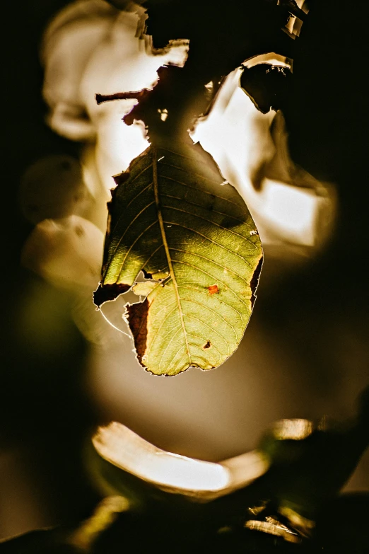 a yellow erfly rests on top of a leaf