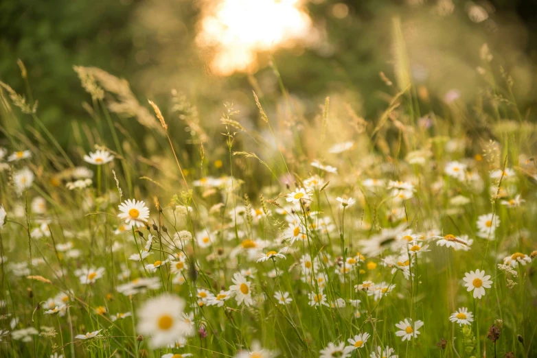 sun shines in the background while there are lots of daisies