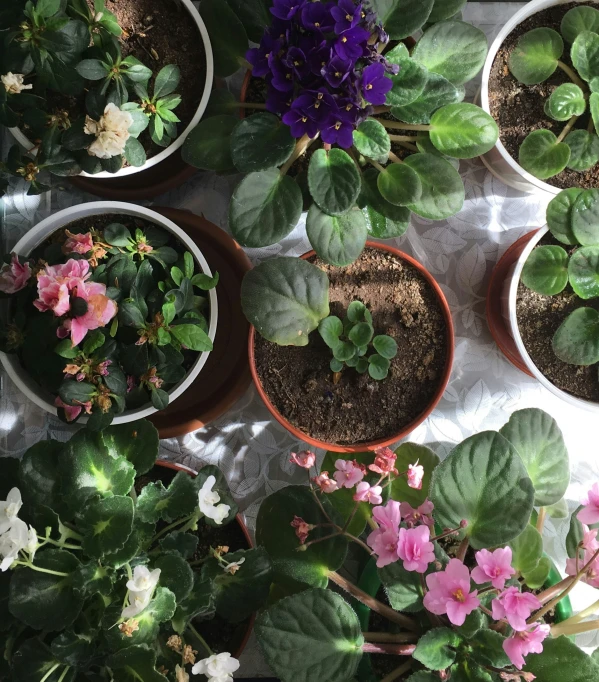 some pink and purple flowers are in some pots