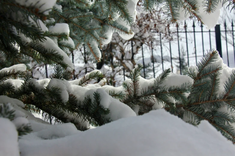 the nches of evergreen trees are almost completely covered in snow