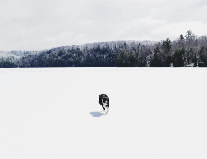 a dog running through the snow in front of mountains
