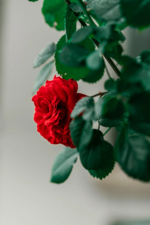 red rose with green leaves on a nch