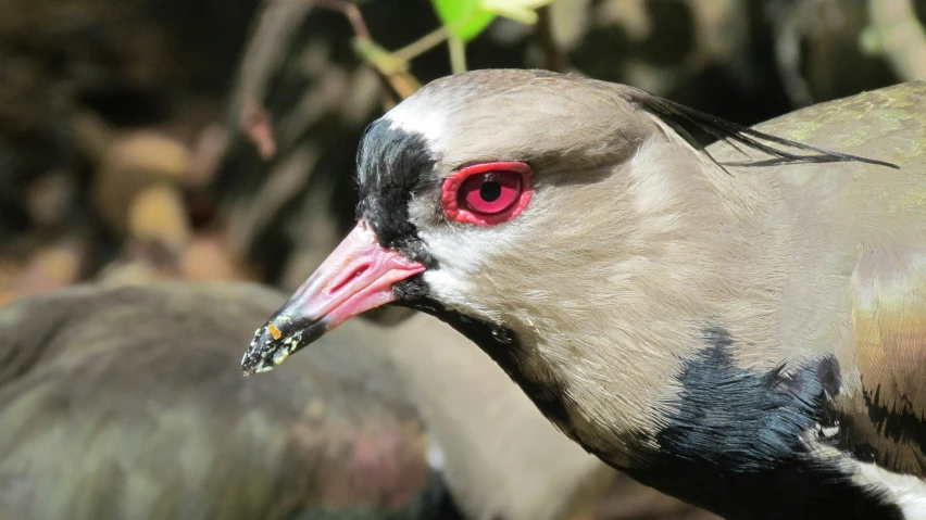 the head of a bird with a pink beak and an orange - eyed eye