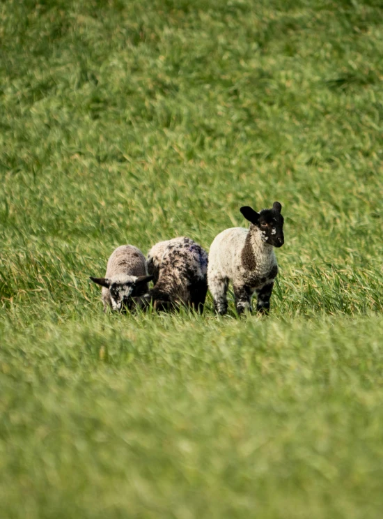 a black faced sheep with two baby lambs